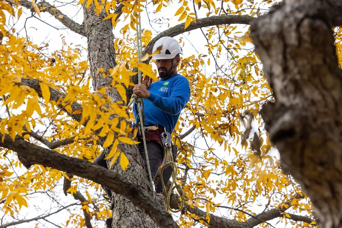 Skilled Storm Damage Cleanup crew working in Milford